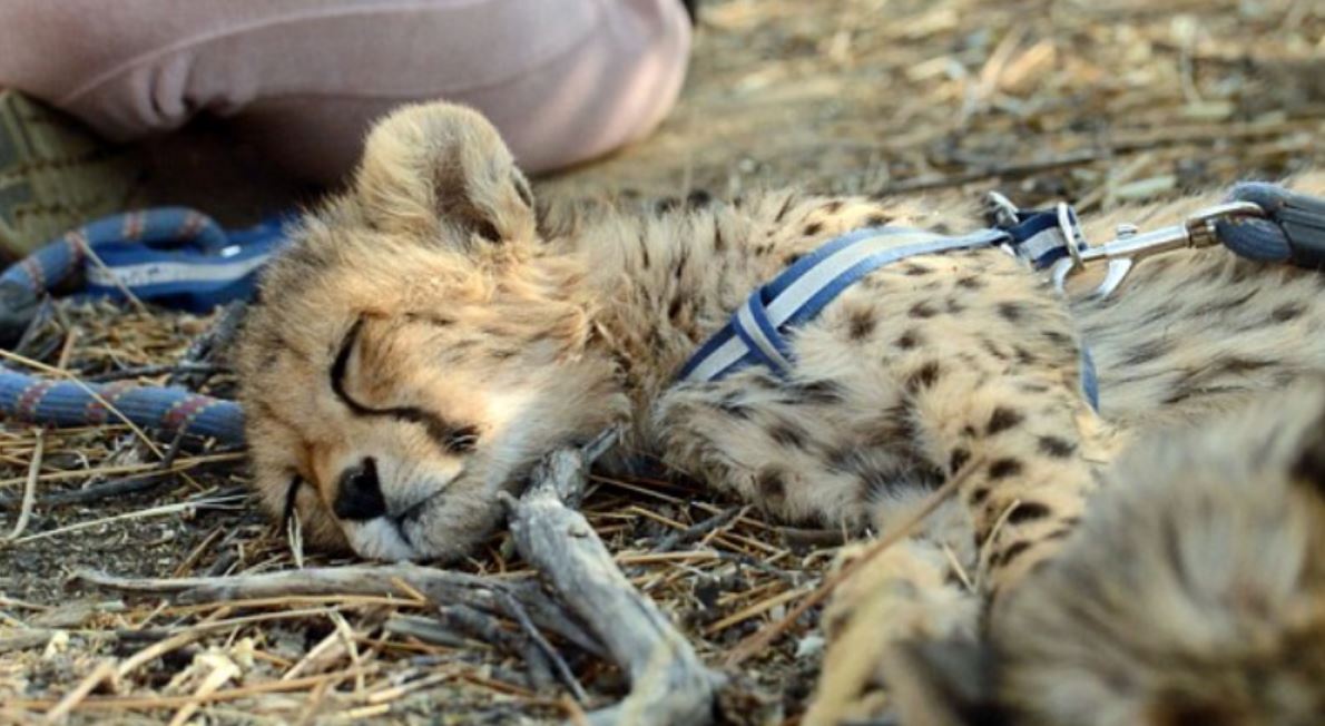 डमरु मृत अवस्थामा